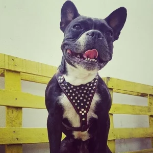 Pettorina BESTIA COLLARS FRENCHIE - Nera